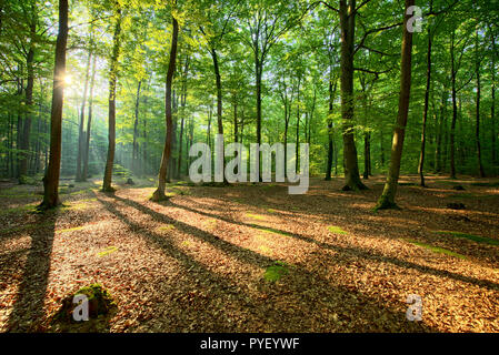 Bel mattino nella foresta di faggio Foto Stock