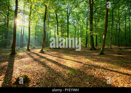 Bel mattino nella foresta di faggio Foto Stock