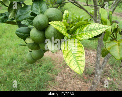 Orange alberi di agrumi frutteto gravemente infette con huanglongbing drago giallo Citrus greening piaga mortale malattia Foto Stock