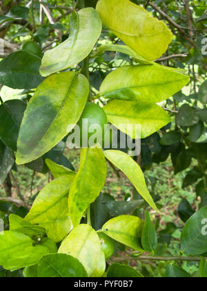 Orange alberi di agrumi frutteto gravemente infette con huanglongbing drago giallo Citrus greening piaga mortale malattia Foto Stock