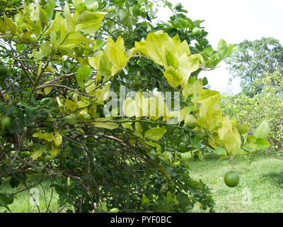 Orange alberi di agrumi frutteto gravemente infette con huanglongbing drago giallo Citrus greening piaga mortale malattia Foto Stock