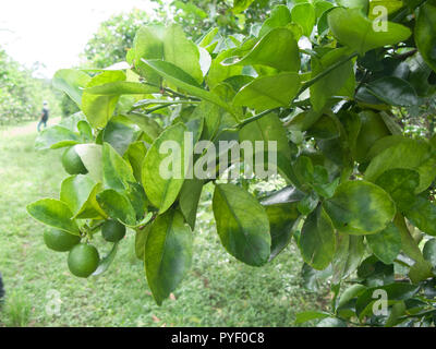 Orange alberi di agrumi frutteto gravemente infette con huanglongbing drago giallo Citrus greening piaga mortale malattia Foto Stock