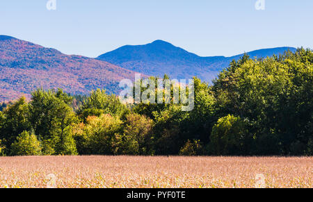 Campo di mais con le colline e i monti vestito in luminosi colori autunnali di caduta delle foglie Foto Stock