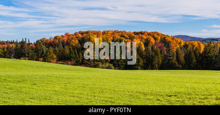 Colline di prato verde alberato con bright autunno caduta delle foglie Foto Stock