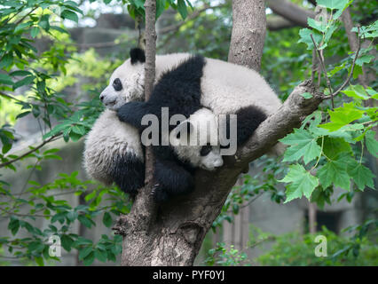 Due panda orsi abbracciando nella struttura ad albero Foto Stock