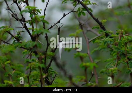 Babul Acacia white sharp thorn nella foresta tropicale, Maharashtra, India Foto Stock