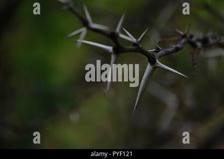 Babul Acacia white sharp thorn nella foresta tropicale, Maharashtra, India Foto Stock