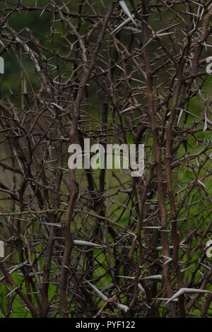 Babul Acacia white sharp thorn nella foresta tropicale, Maharashtra, India Foto Stock