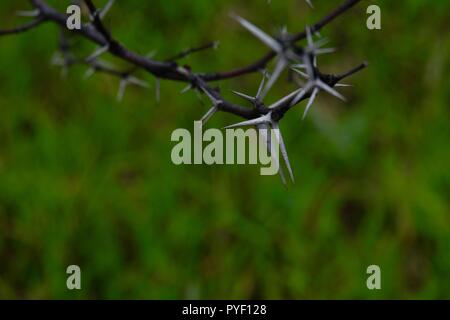 Babul Acacia white sharp thorn nella foresta tropicale, Maharashtra, India Foto Stock