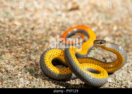 Prairie ringnecked snake mostrando il suo ventre colorato in un display difensiva - DIadophis punctatus amyi Foto Stock