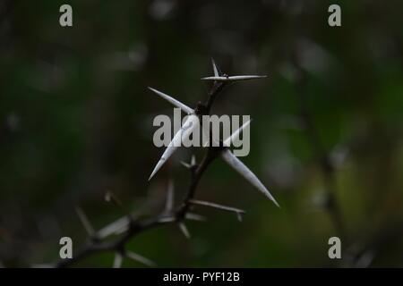 Babul Acacia white sharp thorn nella foresta tropicale, Maharashtra, India Foto Stock