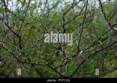 Babul Acacia white sharp thorn nella foresta tropicale, Maharashtra, India Foto Stock