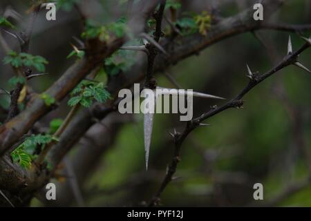 Babul Acacia white sharp thorn nella foresta tropicale, Maharashtra, India Foto Stock