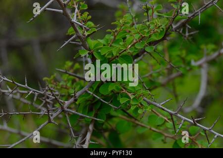 Babul Acacia white sharp thorn nella foresta tropicale, Maharashtra, India Foto Stock