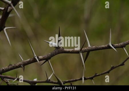 Babul Acacia white sharp thorn nella foresta tropicale, Maharashtra, India Foto Stock