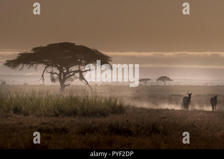 Questa immagine di Zebra è presa in corrispondenza di Amboseli in Kenya. Foto Stock