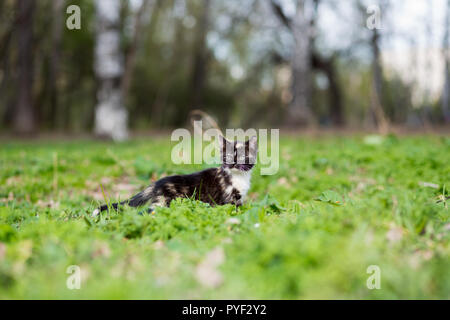 Piccolo gattino tartaruga colore del parco corre sull'erba Foto Stock