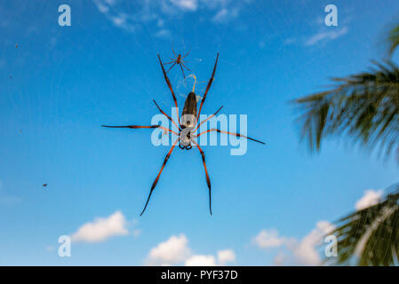 Gigantesco ragno africano sul net e cielo blu su sfondo. Foto Stock