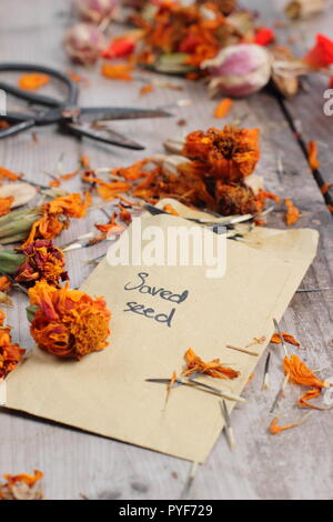 Tagetes.. Tagete seme preso dal seme essiccato capi salvati in busta per il futuro la piantagione, autunno, REGNO UNITO Foto Stock