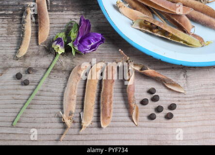 Lathyrus odoratus. Pisello dolce 'Spencer' seme essiccato baccelli e semi raccolti per il futuro la piantagione, autunno, REGNO UNITO Foto Stock