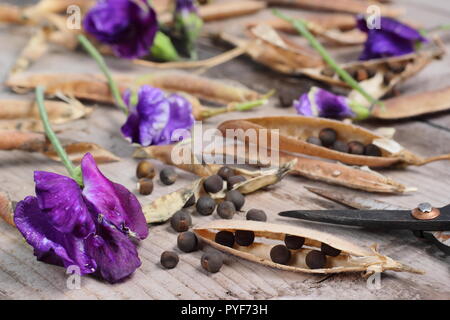 Semi di pisello dolce Lathyrus odoratus. Salvare i semi di pisello dolce Spencer in autunno per la piantagione futura. REGNO UNITO Foto Stock