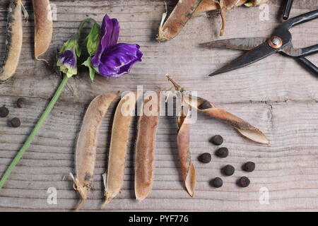 Semi di pisello dolce Lathyrus odoratus. Salvare i semi di pisello dolce Spencer in autunno per la piantagione futura. REGNO UNITO Foto Stock