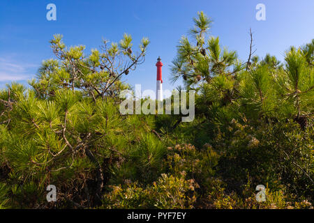 Il La Coubre faro, perso nella foresta di alberi di pino, Charente Maritime, Francia Foto Stock