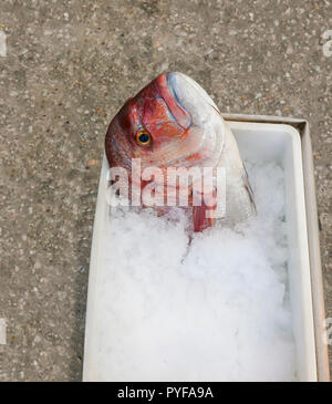 Lutiano rosso testa di pesce guardando in alto sulla benna con ghiaccio tritato. Isolato. Foto Stock