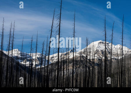 Postumi, forest fire, Kootenay NP, British Columbia, Canada, da Bruce Montagne/Dembinsky Foto Assoc Foto Stock