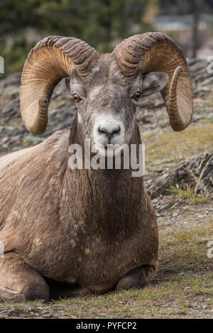 Bighorn Rams (Ovis canadensis), Jasper NP, Alberta, Canada, da Bruce Montagne/Dembinsky Foto Assoc Foto Stock