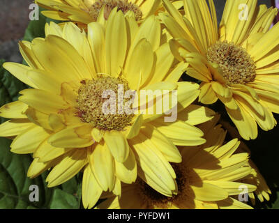 Gerbera Mega rivoluzione fioritura giallo varietà in estate Foto Stock