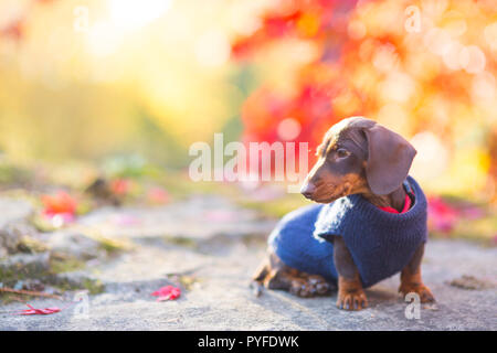 Miniatura Bassotto cucciolo godendo di una passeggiata d'Autunno Foto Stock