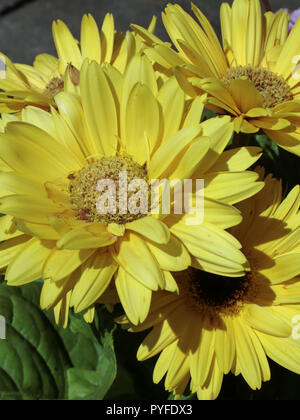 Gerbera Mega rivoluzione fioritura giallo varietà in estate Foto Stock