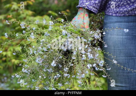 Myosotis. Trascorso dimenticare-me-non le piante sono assottigliati di un giardiniere di sesso femminile per contribuire a prevenire un prolifico self-seeding, England, Regno Unito Foto Stock