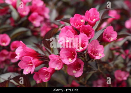 Weigela florida Alexandra " Vino e Rose' e fiore in estate, England Regno Unito. Modulo Gas Anestetici Foto Stock