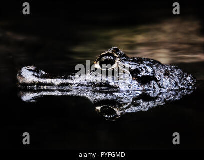 Caiman yacare Foto Stock