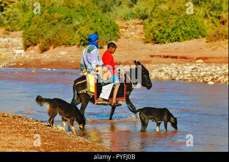 Il Marocco BERBER L UOMO E RAGAZZO su Donkey attraversando il fiume DI FRONTE AL KSAR AIT BENHADDOU Foto Stock