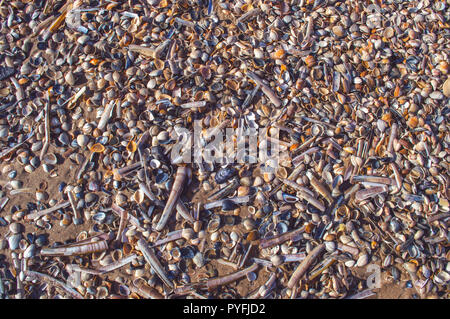 Vista ravvicinata della varietà di conchiglie sulla spiaggia di Scheveningen di l'Aia Foto Stock