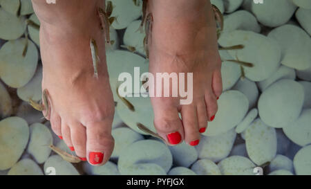 I vacanzieri si rilassano in un centro benessere di pesce a Rodi, Greeece con pesce Garra Rufa che anniora la pelle dura Foto Stock