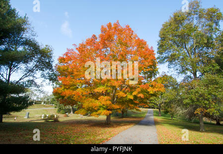 Bella caduta delle foglie con colore arancione intenso lascia su di uno zucchero acero, Acer saccharum, nel cimitero Cataumet, Bourne, Cape Cod, Massachusetts Foto Stock