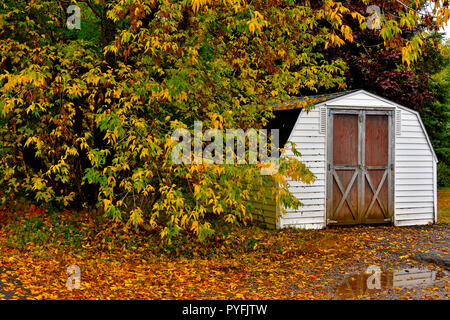 Un colorato di bianco capannone siede tra gli alberi con foglie più thier cambiando colore in umido giorno cadono a Sussex New Brunswick Canada. Foto Stock