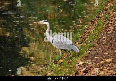 Heron bird in cerca di cibo accanto all'acqua Foto Stock