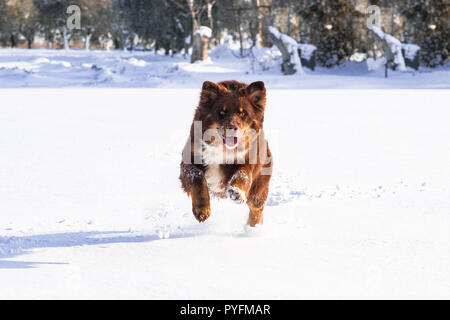 Australian Shepherd Dog Run sulla neve Foto Stock