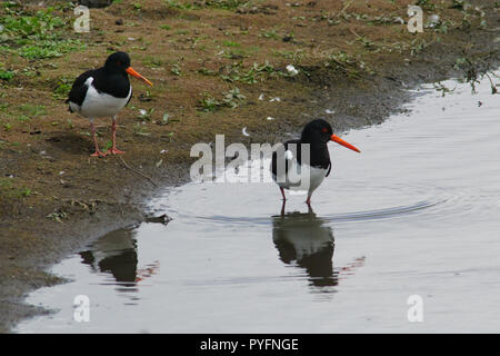 , Oystercatcher Haematopus ostralegus Foto Stock