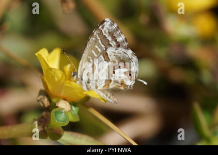 Farfalla sul fiore. Il geranio bronzo o brun des pelargoniums (Cacyreus marshalli), è una farfalla della famiglia Lycaenidae. Foto Stock