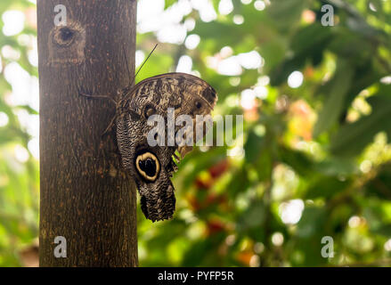 Caligo eurilochus la foresta di gufo gigante, seduto su un albero, vista ventrale. Il gufo farfalle, genere Caligo (buio), sono noti per le loro grandi occhi Foto Stock