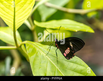 Heliconius melpomene : il postino butterfly, portalettere comune o semplicemente portalettere, seduto sulla foglia verde, vista ventrale. Foto Stock