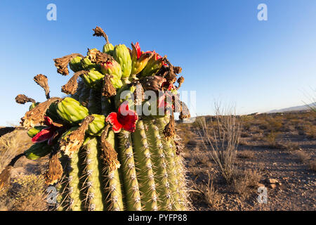 Cactus Saguaro in Bloom, Carnegiea gigantea, Sweetwater preservare, Tucson, Arizona, Stati Uniti d'America Foto Stock