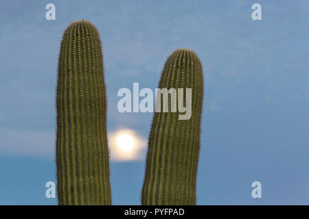 Saguaro giganti cactus, Carnegiea gigantea, sotto la luna piena nelle montagne di Tucson, Tucson, Arizona, U.S.A. Foto Stock