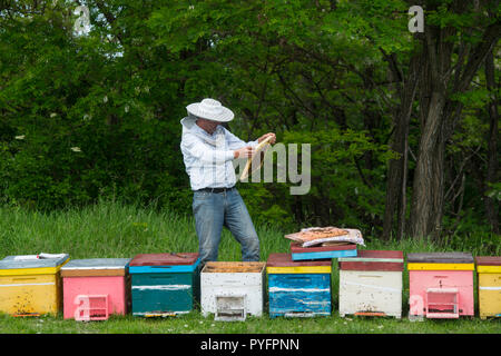 La Bulgaria, Sibiu. Apicoltore controllare un favo di miele in un bosco vicino a Sibiu in Carpathiens Foto Stock